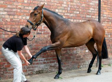 Fore Limb Protraction Stretch