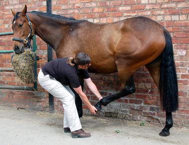 Hind Limb Protraction Stretch